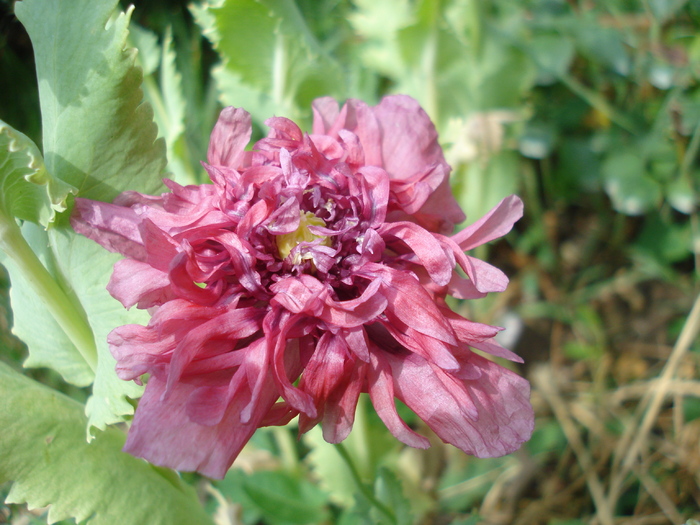 Double Poppy (2010, June 19) - MACI Poppy Papaver