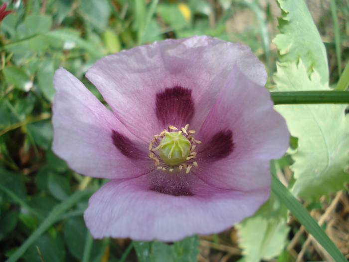 Purple Poppy (2010, June 19) - MACI Poppy Papaver