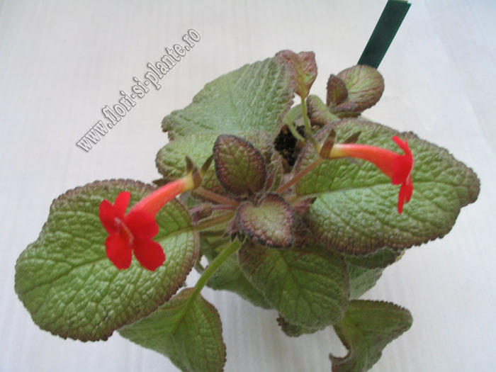 Episcia Edge of Night 3