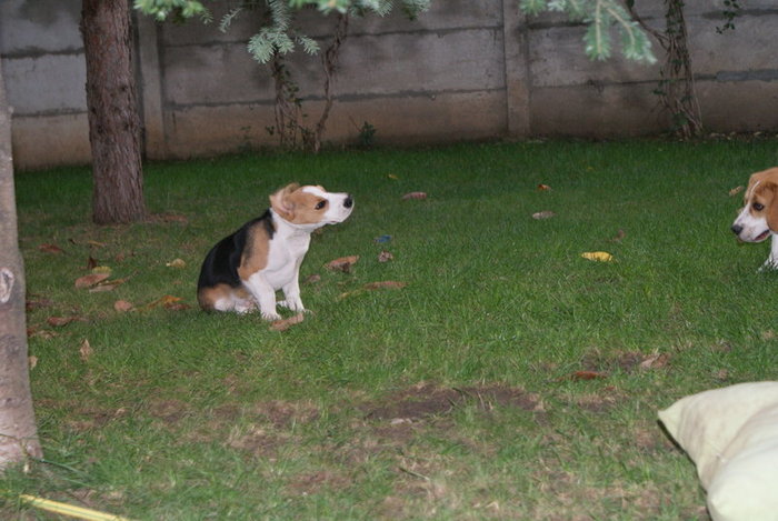 dsc07521 - catelusul meu Elliot