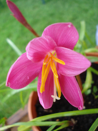 Pink Rain Lily (2010, June 20) - Pink Rain Lily