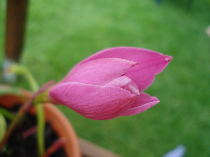 Zephyranthes rosea (2010, June 22) - Pink Rain Lily