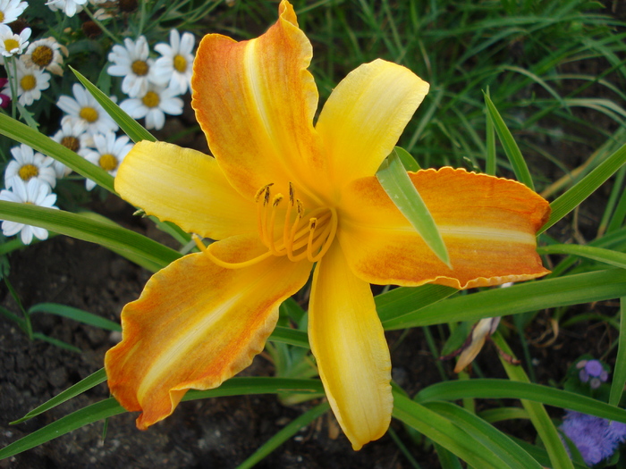 Hemerocallis Frans Hals (2010, June 15)