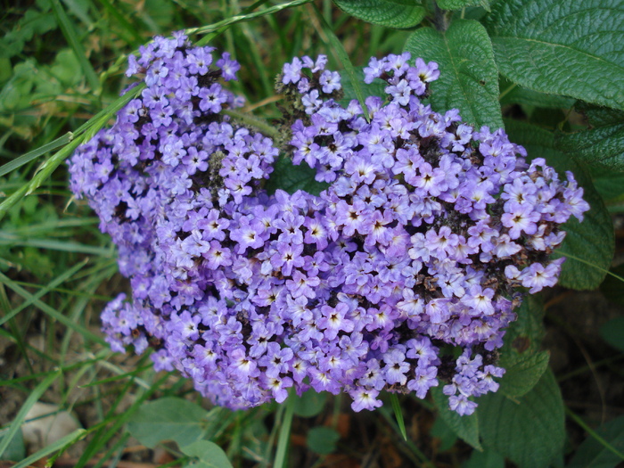 Heliotropium arborescens (2010, June 15) - HELIOTROPE Heliotropium