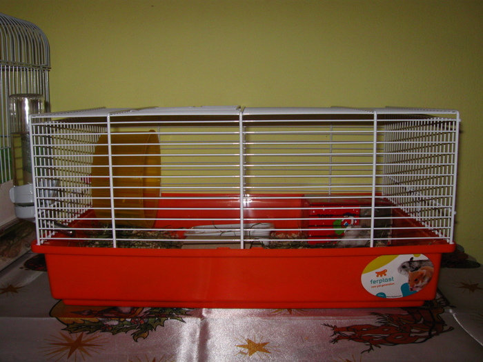 Noua casuta pentru Ingeras; ... hamster pitic Campbell
