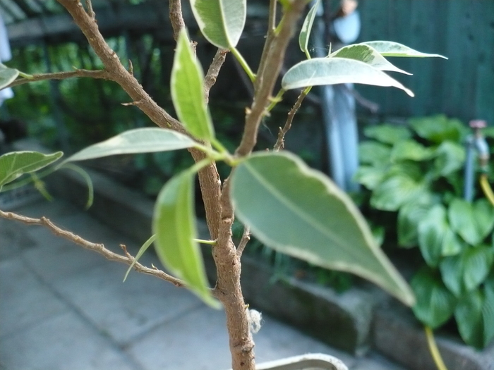 ficus 1; circa 40 cm, detaliu frunze
