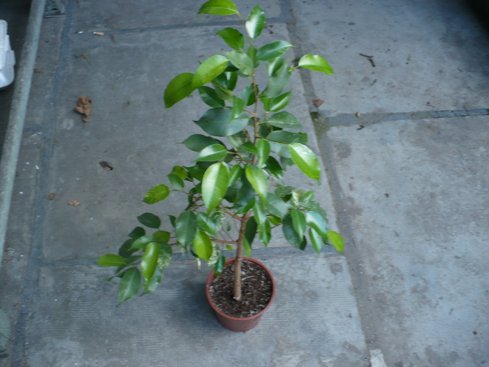 Ficus 2; circa 80 cm
