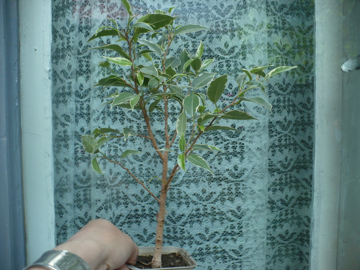 Ficus 1 - Plante interior 2010