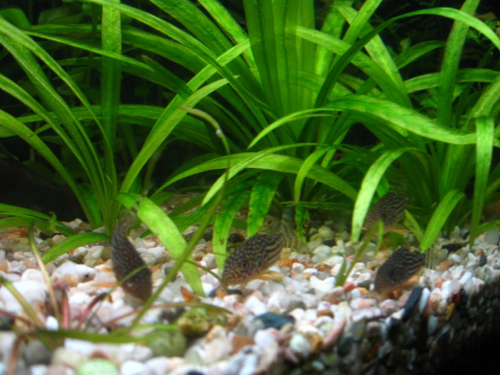 Corydoras Sterbai - Pesti