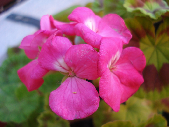 Geranium Violet (2010, June 17) - Geranium Violet