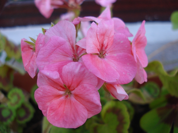 Geranium Deep Salmon (2010, Jun.17)