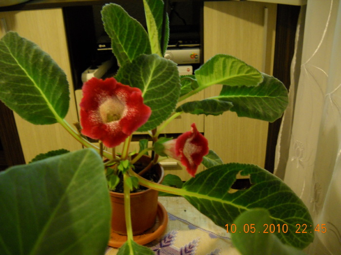 gloxinia - Flori