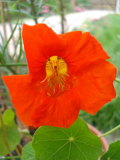 Red Nasturtium (2010, May 21) - NASTURTIUM Tropaeolum