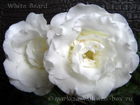 4. white_beard 1 - Gloxinii - varietati noi