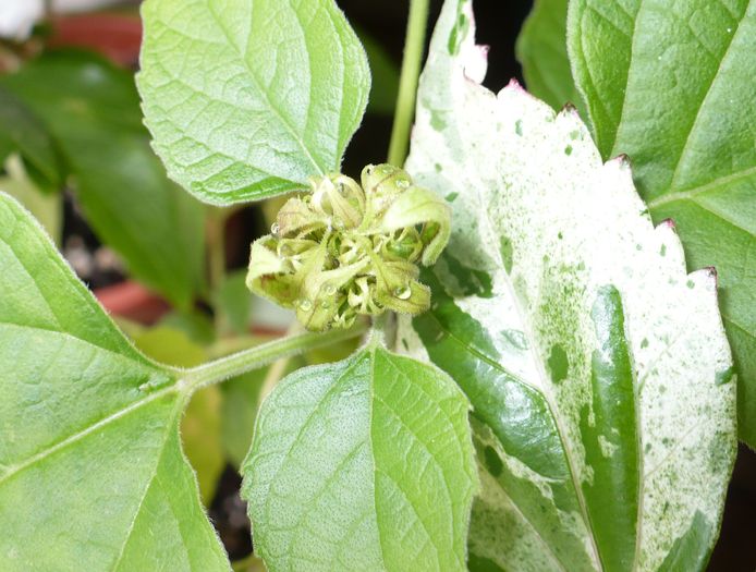 P1270695 - Clerodendron 2010