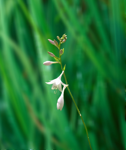 hosta- floare - plante de gradina