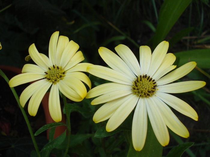 Daisy Lemon Symphony (2010, June 15)