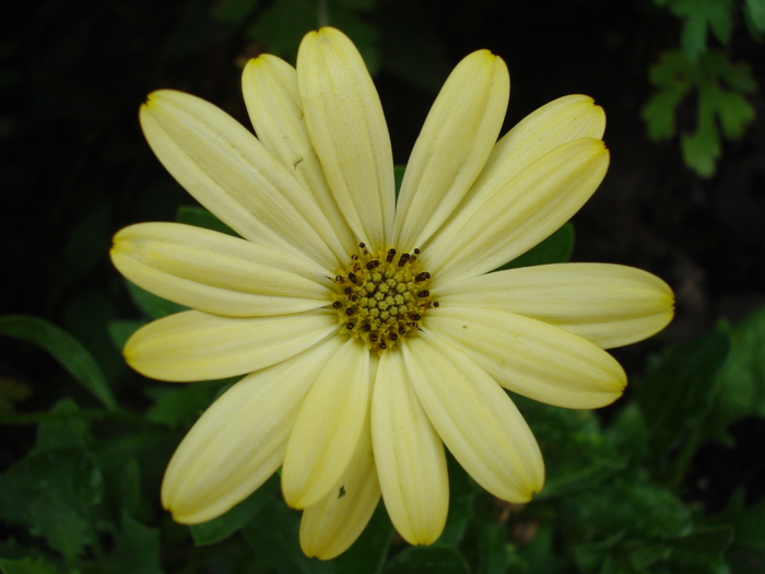 Daisy Lemon Symphony (2010, June 20)