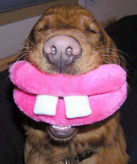 dog_with_lips_Funny_Pics-s480x571-17815-580