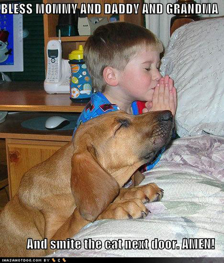 funny-dog-pictures-praying-dog-boy-bed - Poze funny