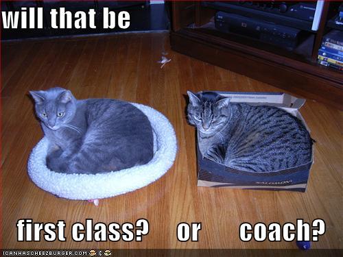 funny-pictures-cat-airplane-first-class-coach - Poze funny