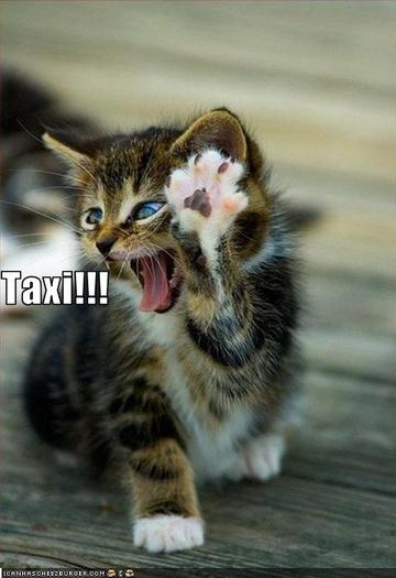 funny-pictures-cat-calls-a-taxi - Poze funny
