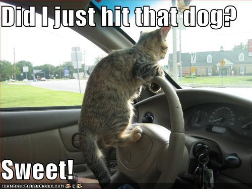 funny-pictures-driving-cat-hits-dog - Poze funny