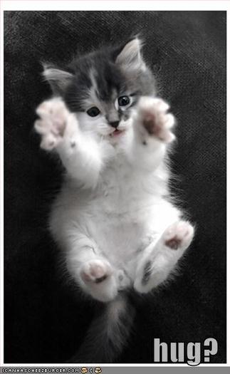 funny-pictures-kitten-hug - Poze funny
