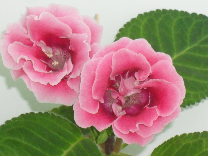 iunie 2010 - GLOXINIA