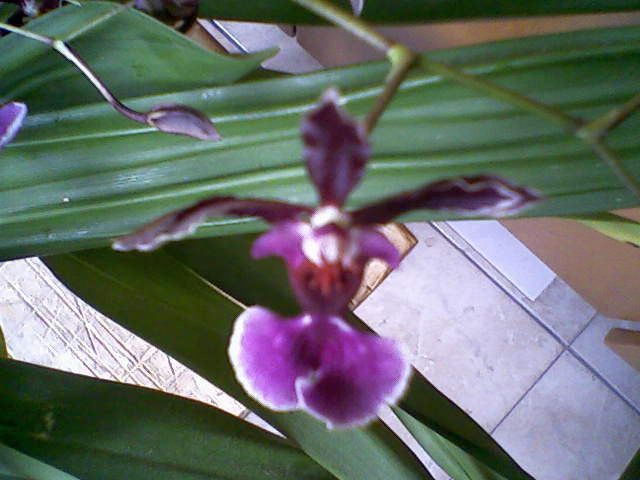 oncidium4 - Orhidee