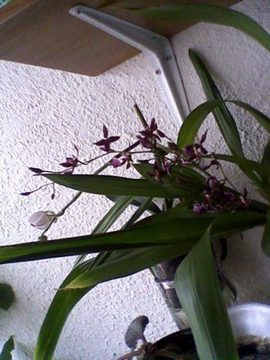 oncidium1 - Orhidee