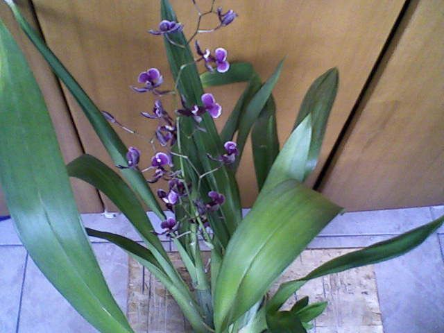 oncidium2