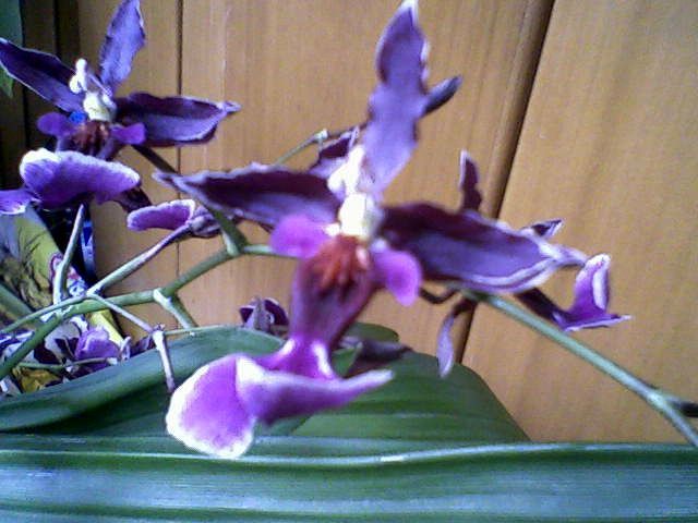 oncidium3