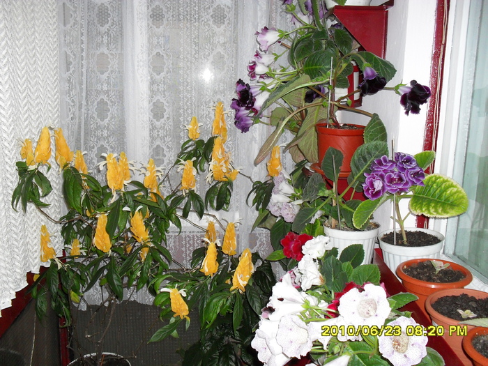 flori- 018