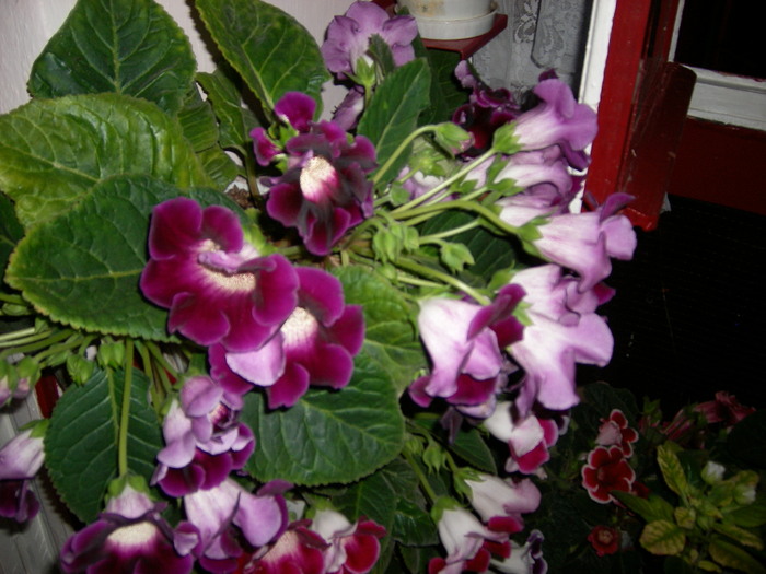 flori- 029