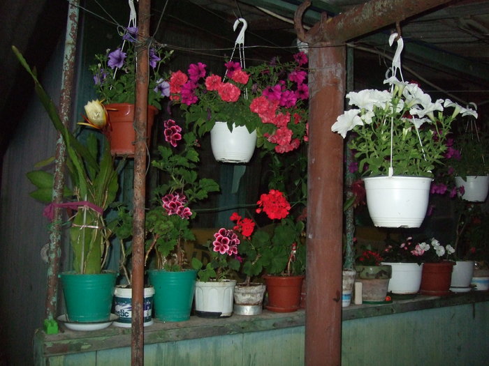 flori in spate in curte - muscate si alte curgatoare