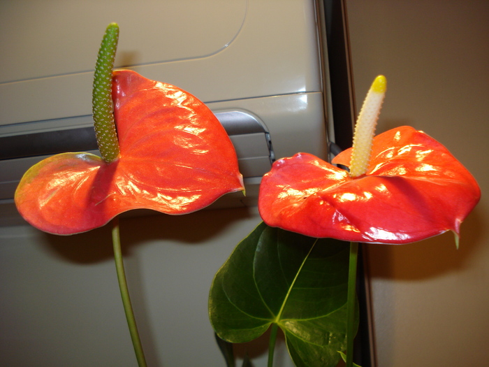 ANTHURIUM