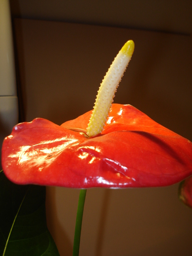 ANTHURIUM
