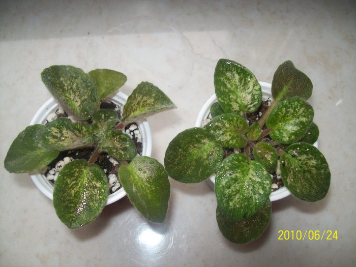 100_5889 - AFRICAN VIOLETS