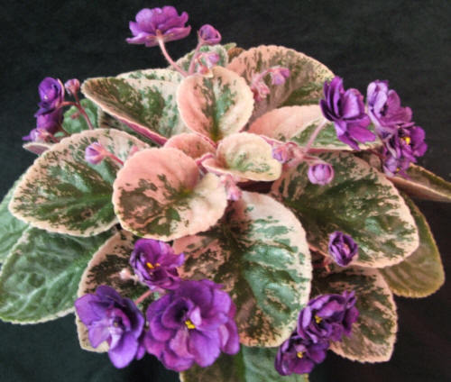 Nancy Reagan - AFRICAN VIOLETS