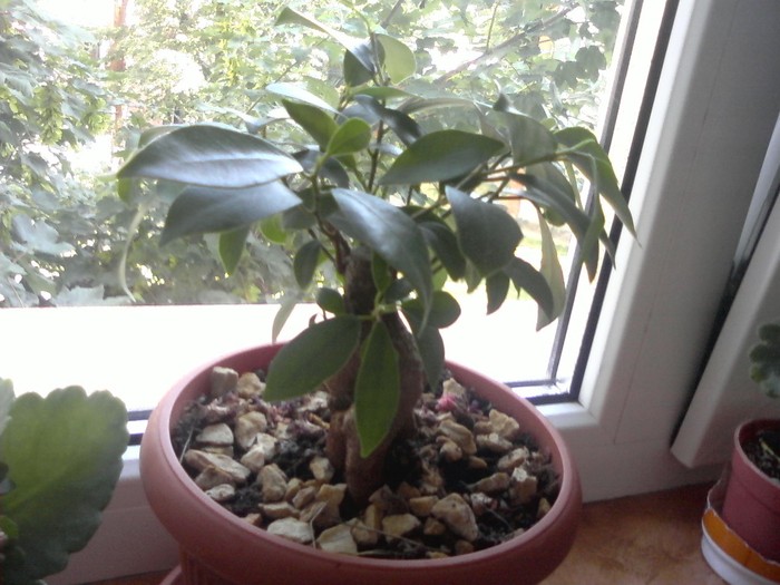 ficus retusa