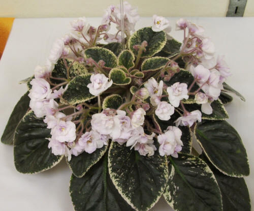 Tommi Lou - AFRICAN VIOLETS