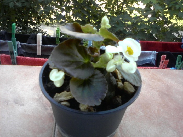 begonia semperflorens - x - diverse flori