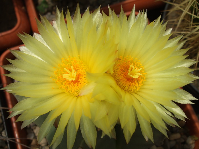 DSCF3964