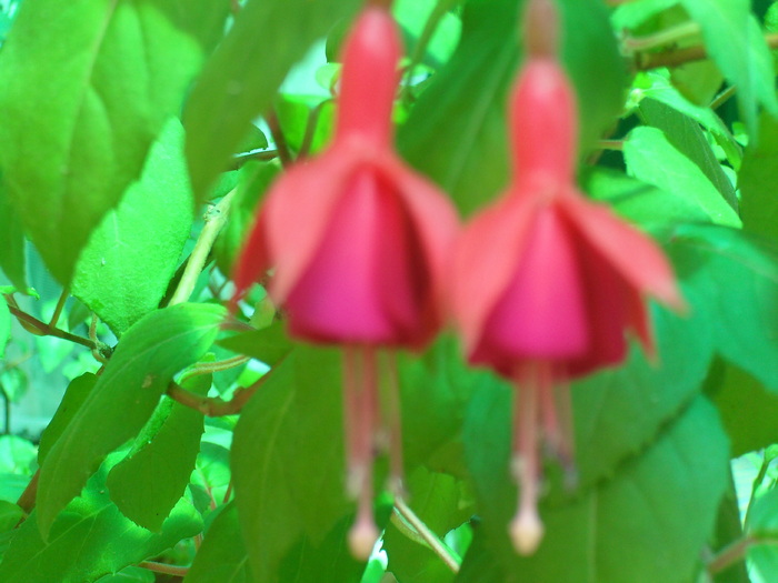 Fuchsia (cercelus) - FLORI -2010