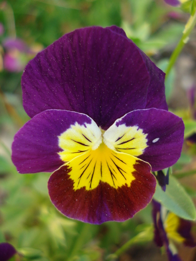 Penny Yellow Purple pansy 15jun