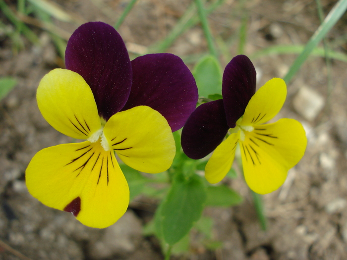 Penny Yellow Jump Up pansy 16jun