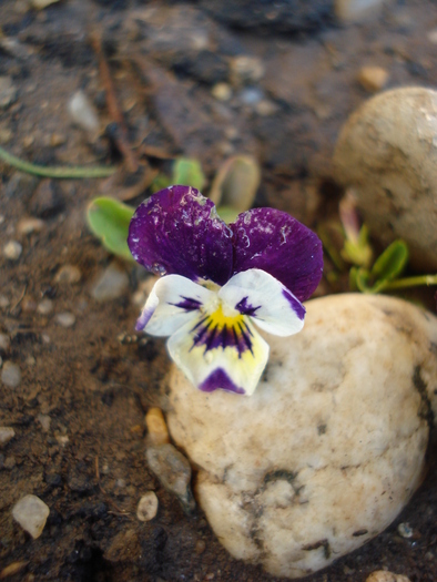 Penny Jump Up pansy 15jun10 - Penny White pansy