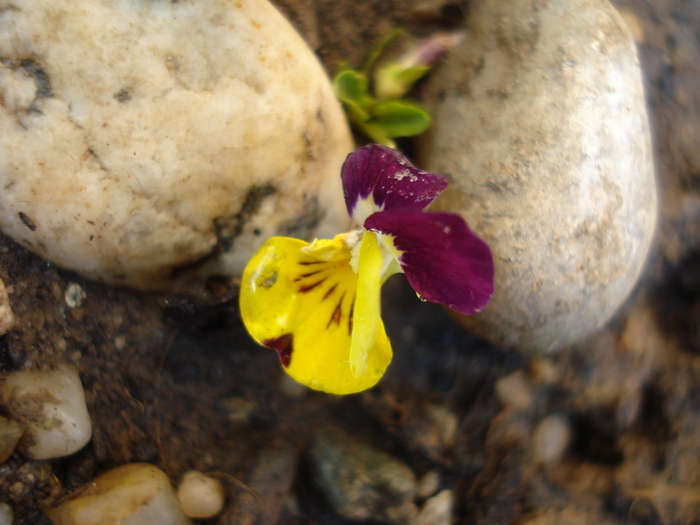 Penny Jump Up pansy, 15jun2010 - Pansy Jump Up mix