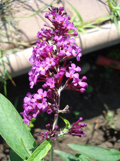 Buddleja Border Beauty (2010, June 25) - Buddleja Border Beauty